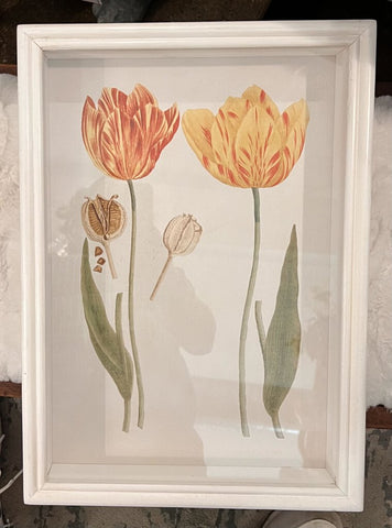 Napa Home & Garden Tulip Prints, as found - yellow tulip/pods 11x15.5
