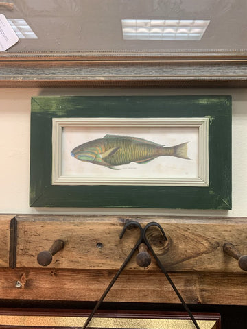 Antique Fish Print in Green Frame