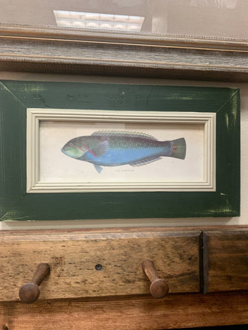 Antique Fish Print In Frame