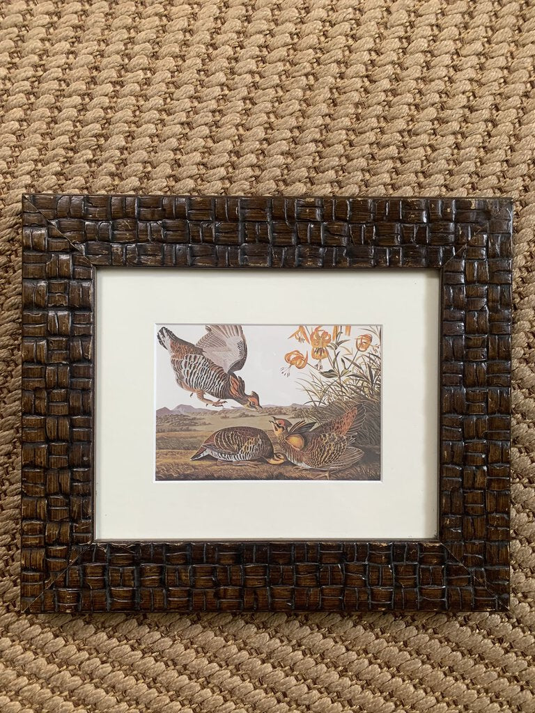 Framed Vintage Audubon Print 10x12