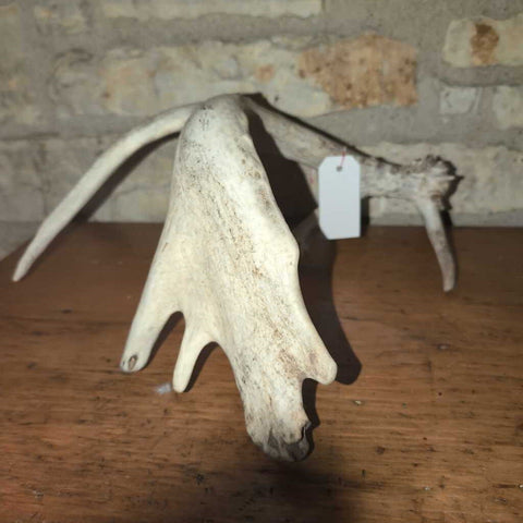 9 pt. Large Deer Antler