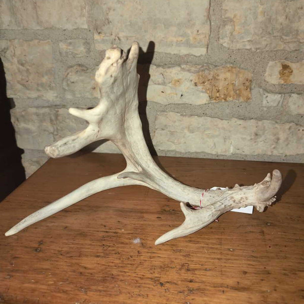 9 pt. Large Deer Antler