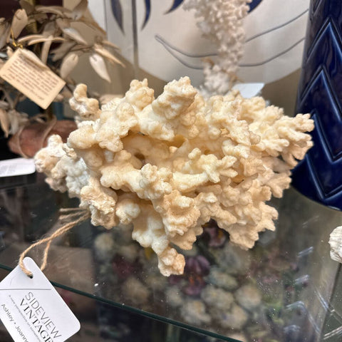 Large Piece of White Coral 9" Tall W1470