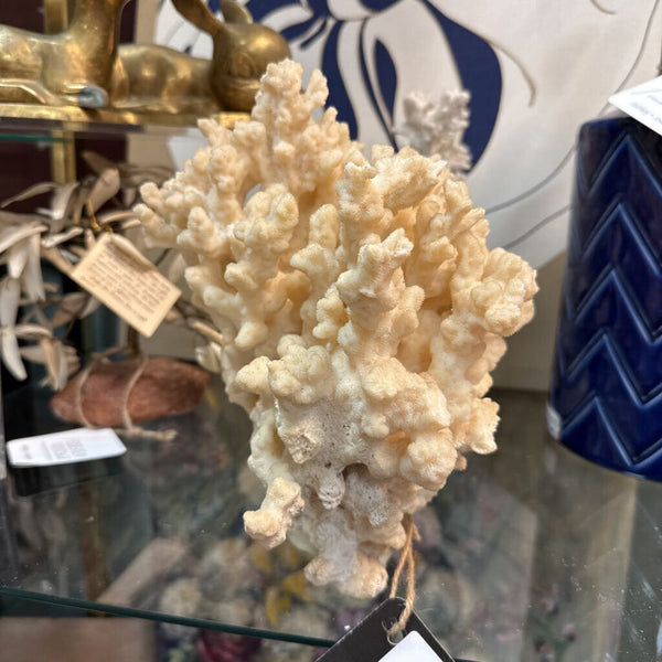 Large Piece of White Coral 9" Tall W1470