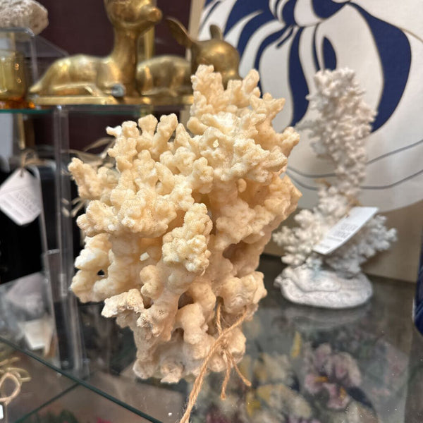 Large Piece of White Coral 9" Tall W1470