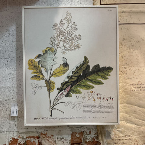 Vintage style botanical in white frame