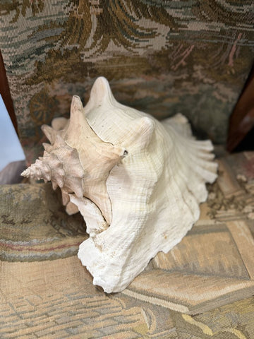 Large shell