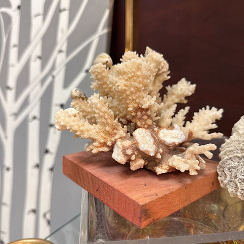 Coral on Board with Shells W1410 As Is