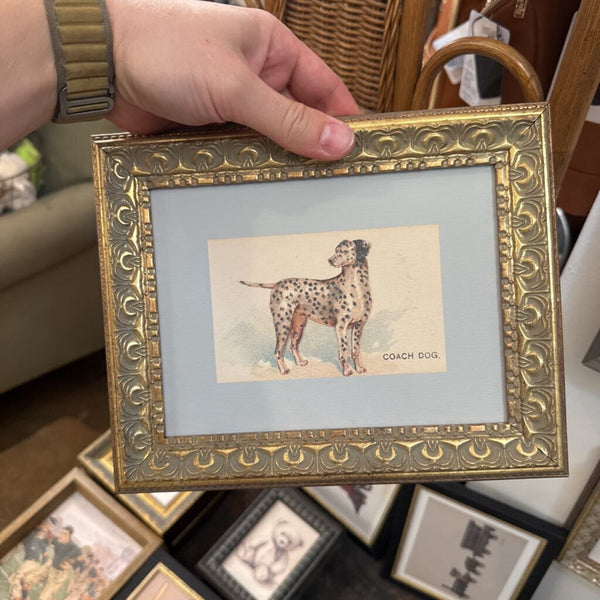 Dalmation Art