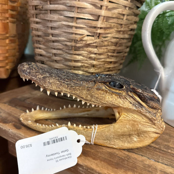 Gator Taxidermy