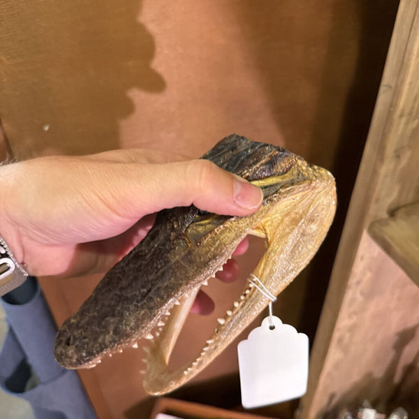 Gator Taxidermy