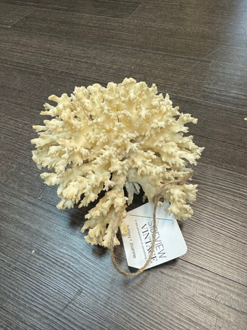 Piece of Coral (7"x8"x5") W1828