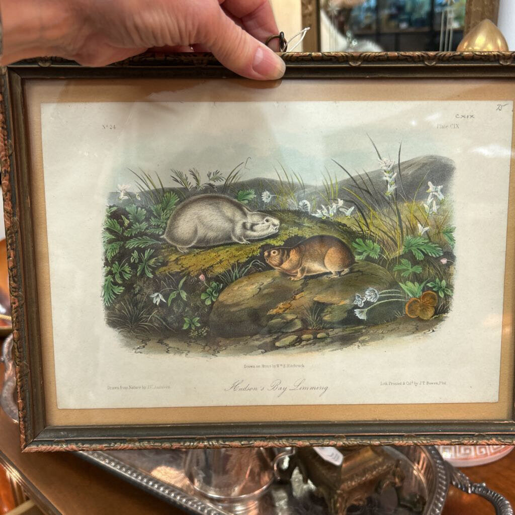 Audubon's Hudson Bay Lemming Lithograph 12" x 9"