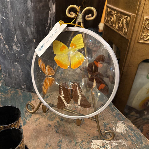 framed butterfly art round
