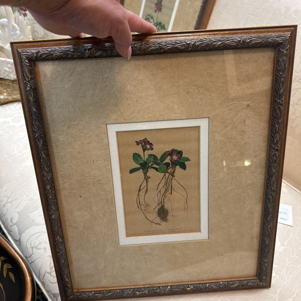 Framed Botanical print 14.5 x 16.5"