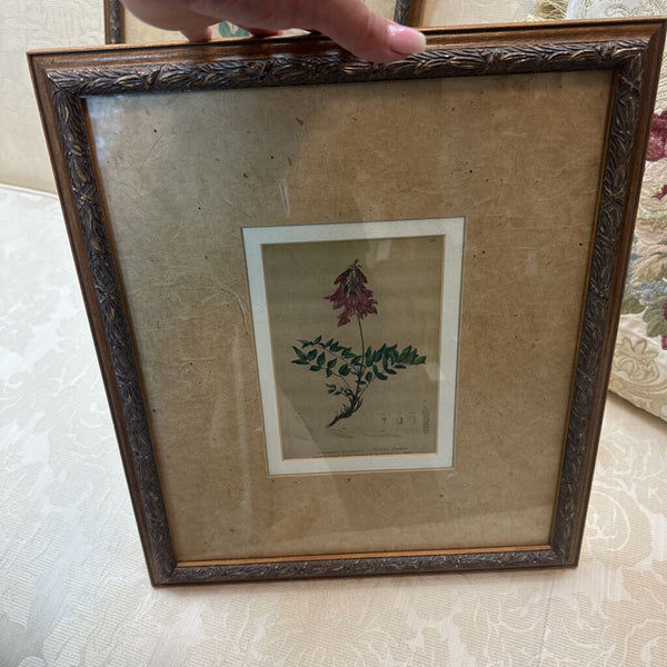 Framed Botanical print 14.5 x 16.5"