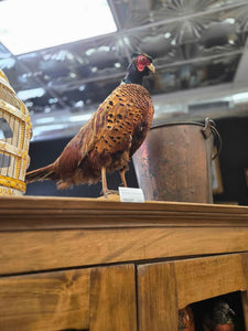 Real Pheasant 17" tall in store pick up