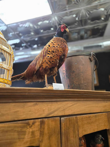 Real Pheasant 17" tall in store pick up