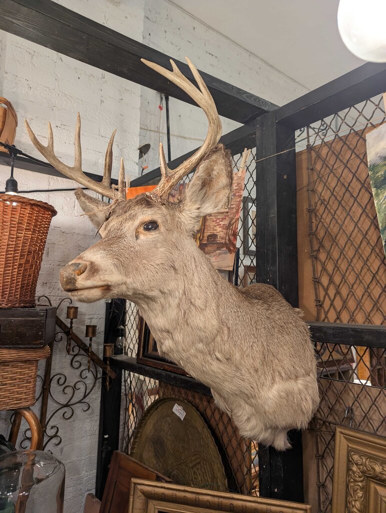 10 PT Buck