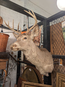 10 PT Buck