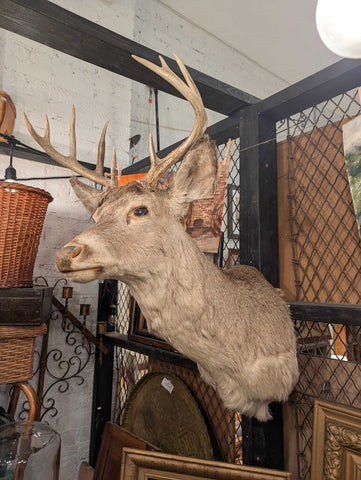 10 PT Buck