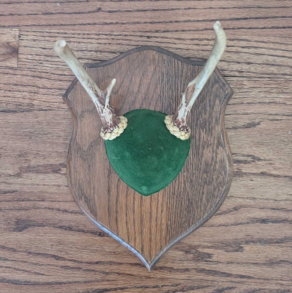 Whitetail Deer Mounted Antlers