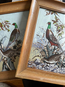 Pair of Vintage Framed Pheasant Prints 16.5 x 20.5