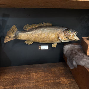 18in Bass