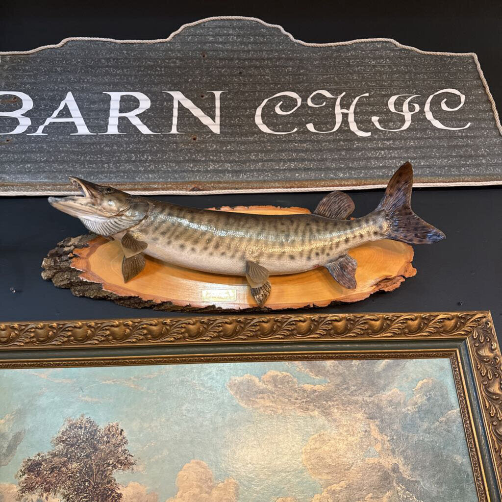 32in Northern Pike