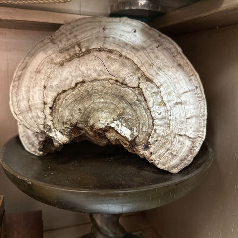 Tree Fungi 9"