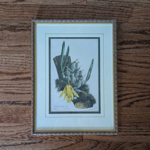Vintage Framed/Matted Cattleya Citrona Print 11x15 EACH