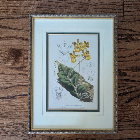 Vintage Framed/Matted Oncidium Print 11x15- EACH