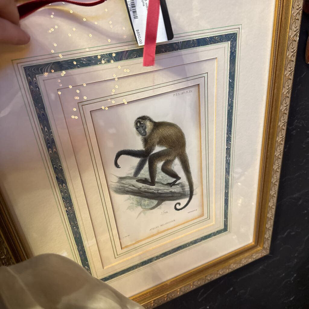Set of 5 monkey framed lithographs