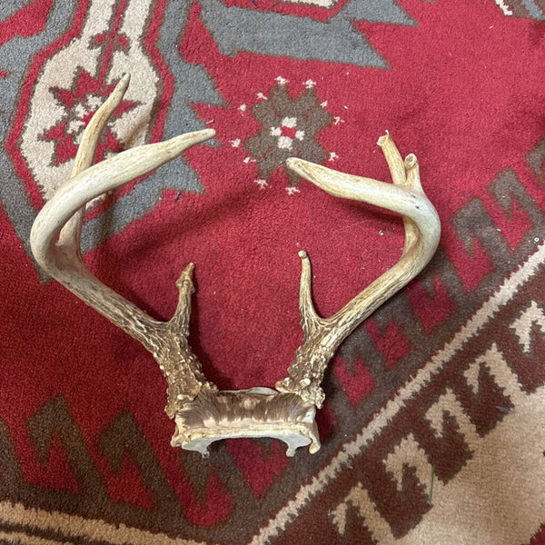 Pair of Deer Antlers W1931