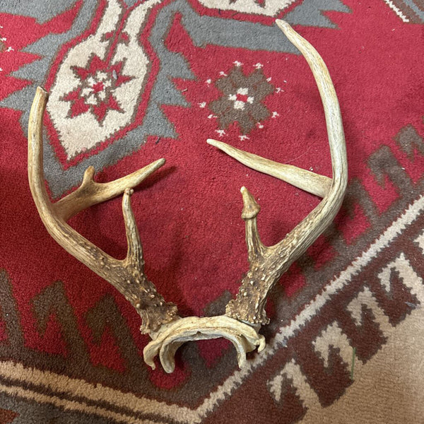 Pair of Deer Antlers W1931