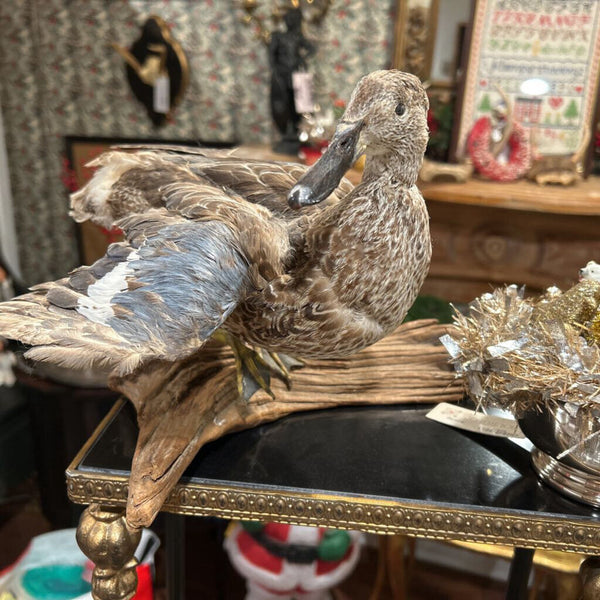 Taxidermy Duck
