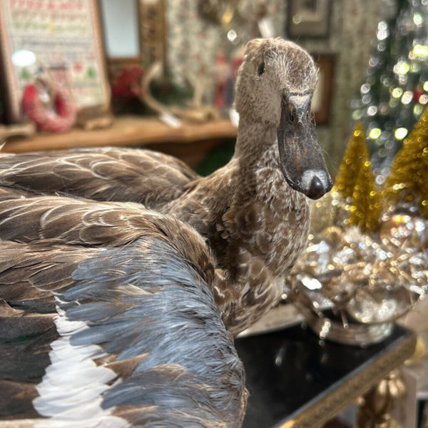 Taxidermy Duck