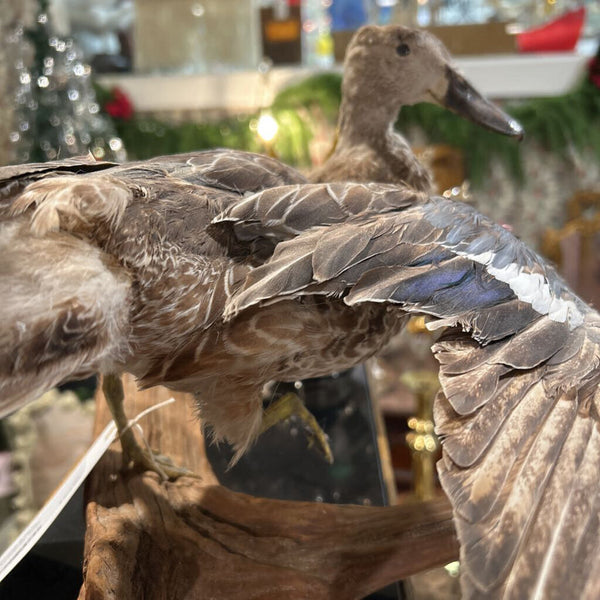 Taxidermy Duck