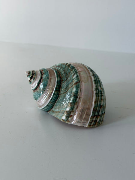 0979 Green Turbo Coral Abalone Shell