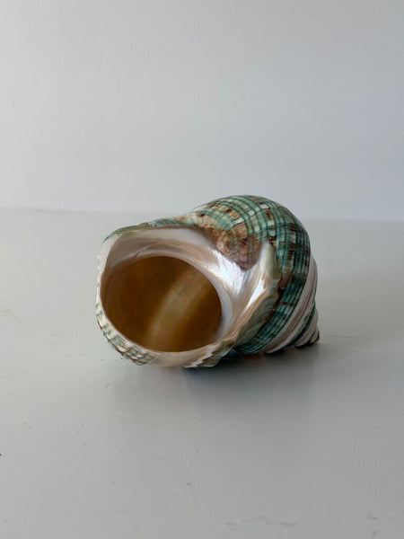 0979 Green Turbo Coral Abalone Shell