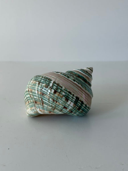 0979 Green Turbo Coral Abalone Shell