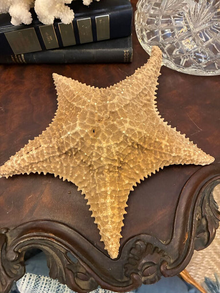 Preserved Starfish 9" x 9"