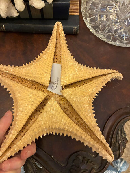 Preserved Starfish 9" x 9"