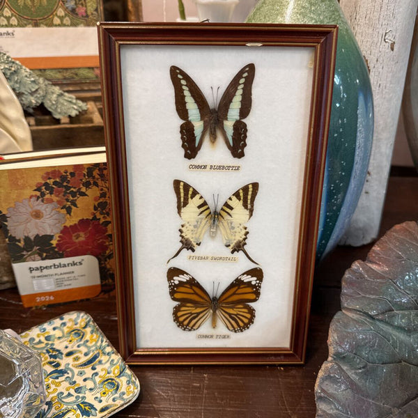 Pressed real butterflies