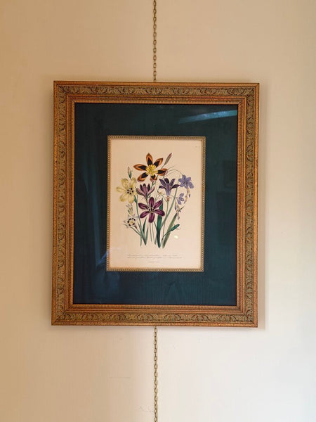 1156 / 1157 Pair of Framed Botanical Hand Colored Book Plates