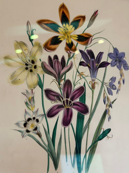 1156 / 1157 Pair of Framed Botanical Hand Colored Book Plates