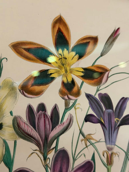 1156 / 1157 Pair of Framed Botanical Hand Colored Book Plates