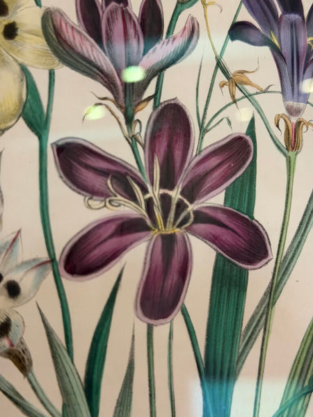 1156 / 1157 Pair of Framed Botanical Hand Colored Book Plates