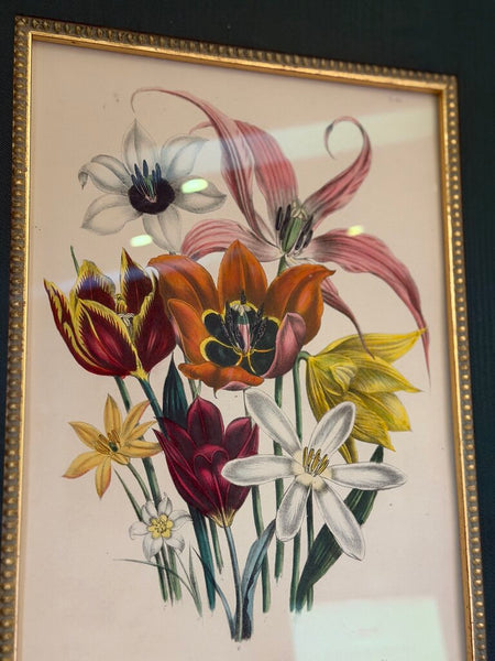 1156 / 1157 Pair of Framed Botanical Hand Colored Book Plates