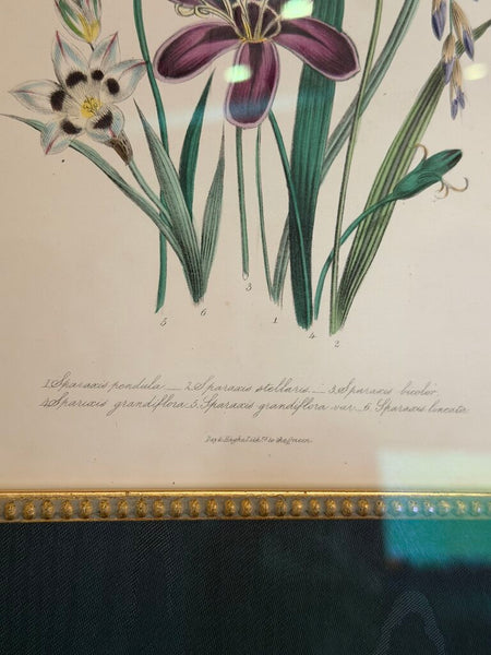 1156 / 1157 Pair of Framed Botanical Hand Colored Book Plates